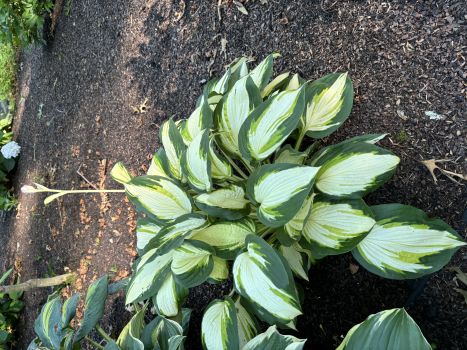 3 Vulcan Hosta Bareroot, you choose amount!